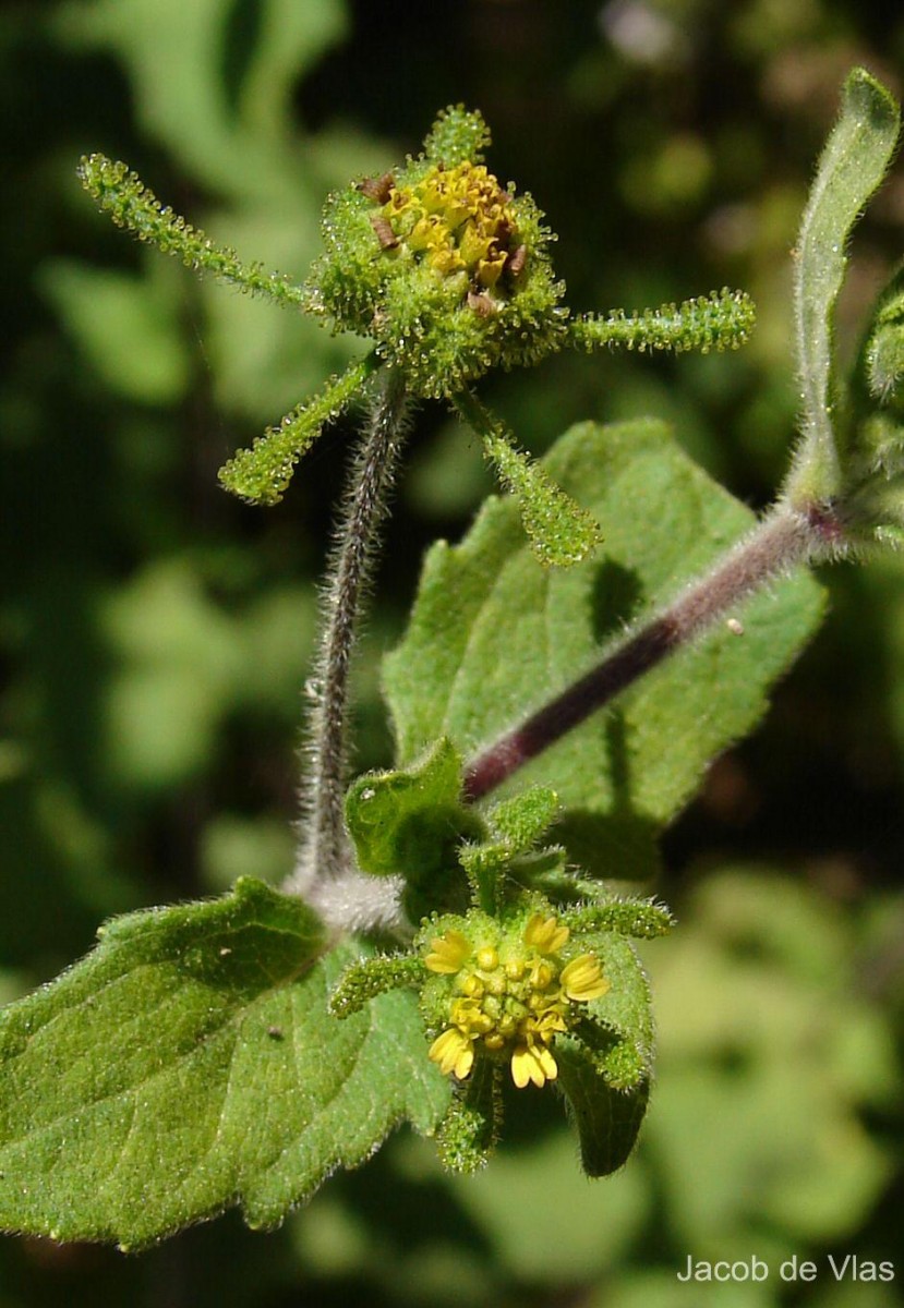 Sigesbeckia orientalis L.